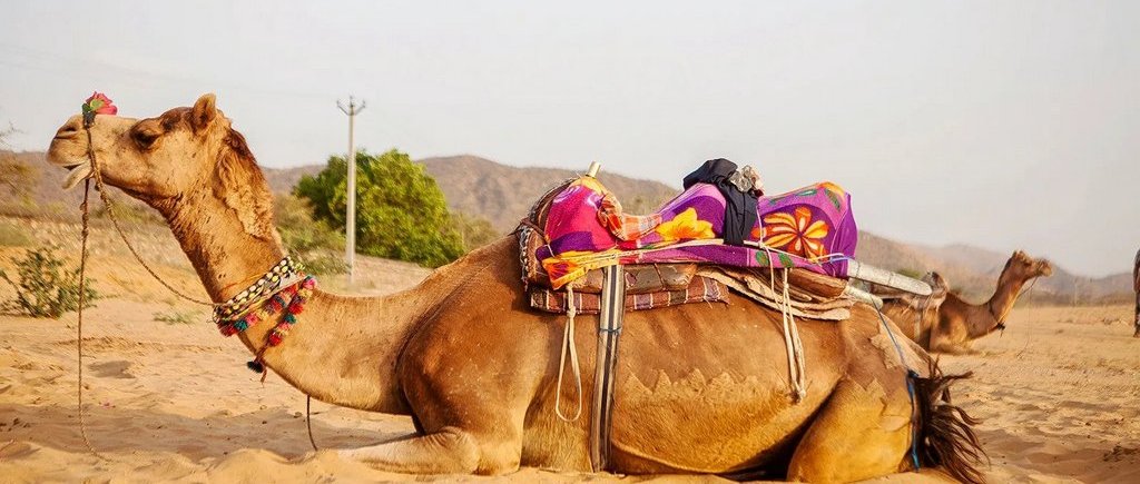 Camp in Jaisalmer
